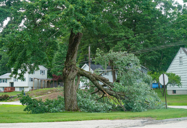 How Our Tree Care Process Works  in  Miller, SD